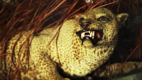 The Zanzibar Leopard