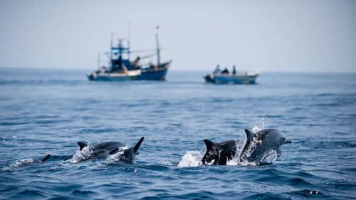 Ocean of Giants