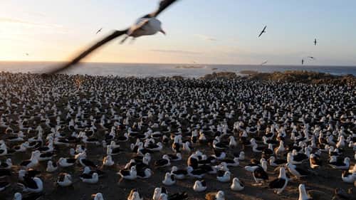 Falkland Island Invasion