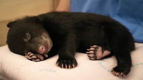 The Littlest Cub