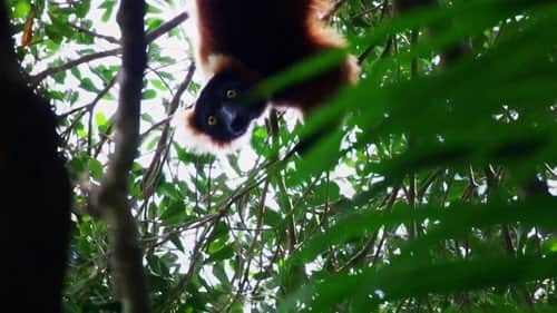 The Madagascar Giant