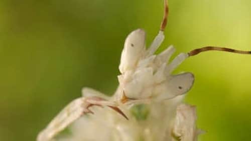 Courtship