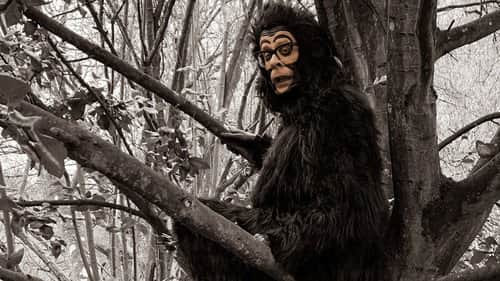 Monkey