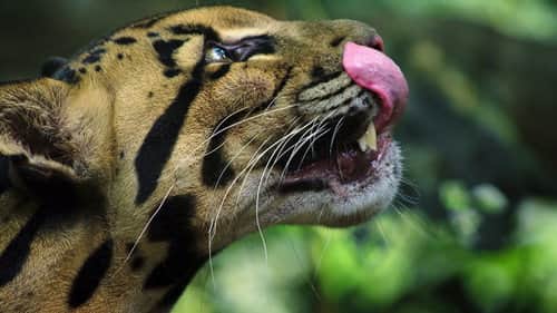 Big Cats