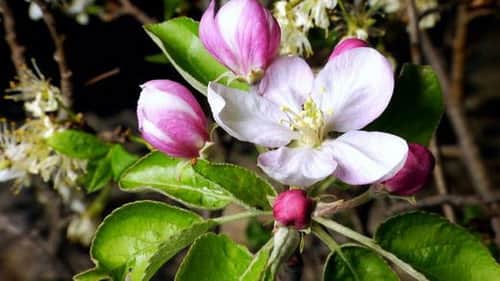 Spring Tales