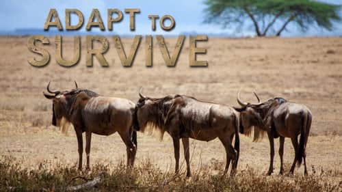 Incredible Migrations