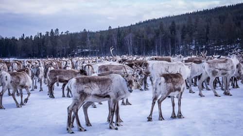 The Land of the Snow and Ice