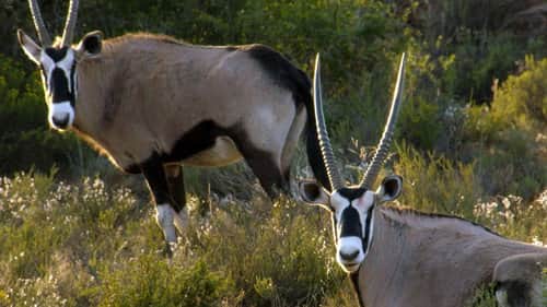 Karoo National Park