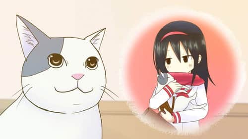 Cat's Observation
