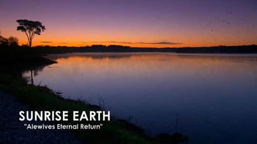 Alewives Eternal Return