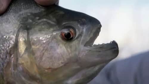 Piranha