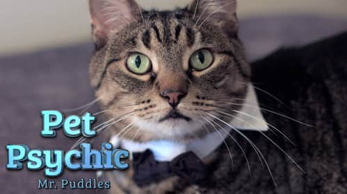 Mr. Puddles