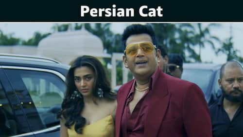 Persian Cat