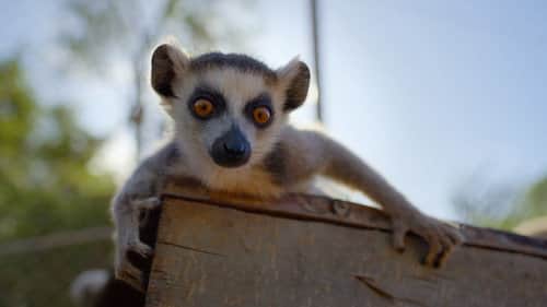 The Lemur Pup