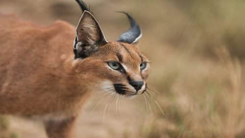 Killers of the Kalahari