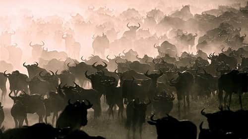 The Great Migration