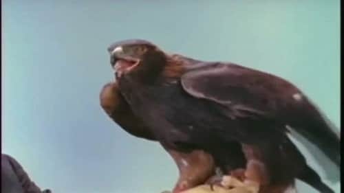 Hunters of the Sky