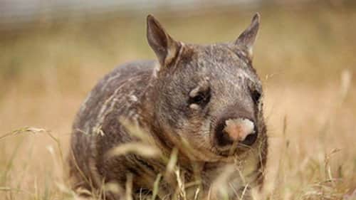 Realm of the Wombat