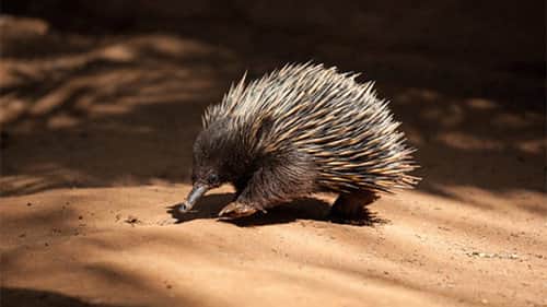 Platypus and Echidna