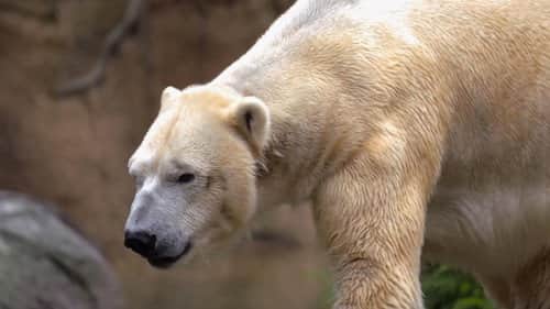 Polar Bear Opposites