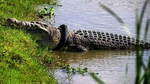 Impossible Croc Rescue