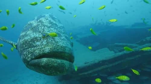 Providencia - March of the Crab