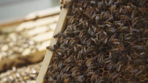 Hive Heist