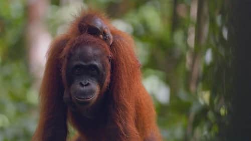 Orangutans