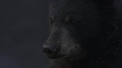 A Bear's Thanksgiving