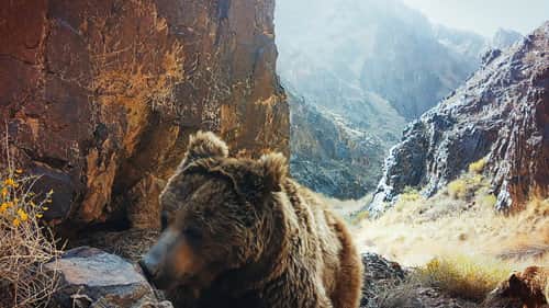 Bears