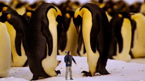 Emperor Penguins
