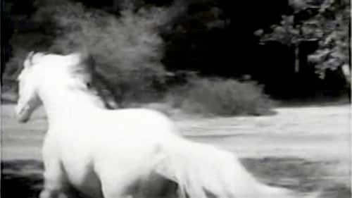The Wild Stallion