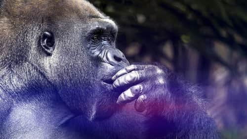 Great Apes