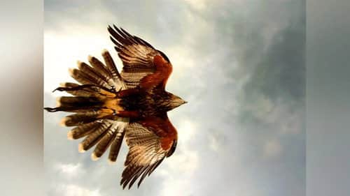 Beaks And Talons