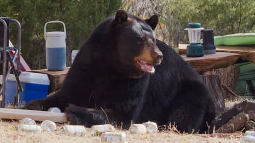Drunk Bears
