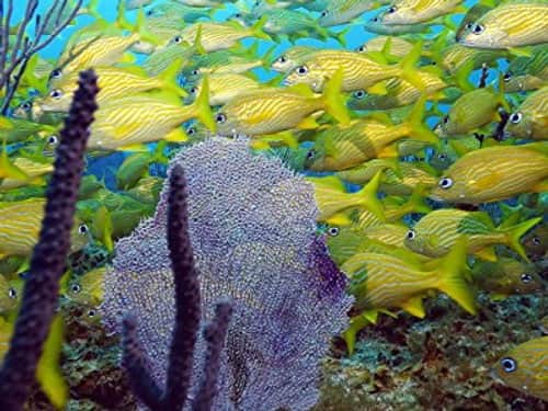 Bahamas: Exuma Cays
