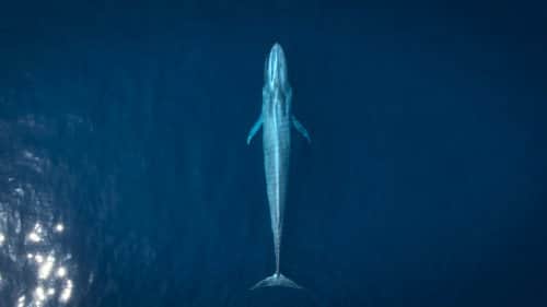 The Grey Whale