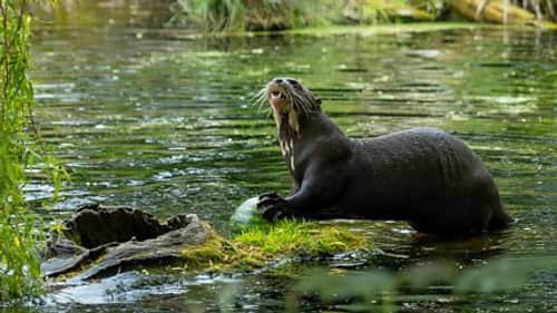 Baboon and Giant Otter