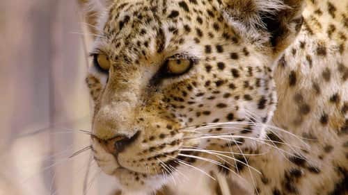 Predators Uncovered