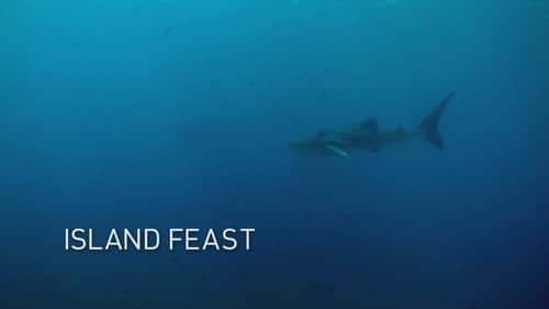 Island Feast