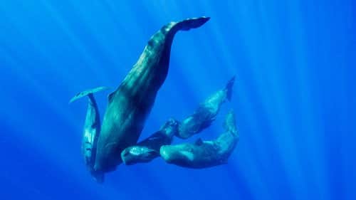 Whale vs Squid