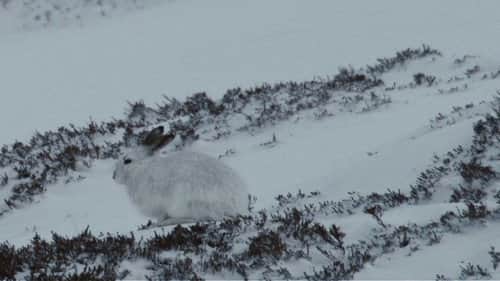 Life Below Zero