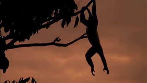 Battle In The Treetop