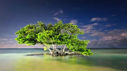 Everglades