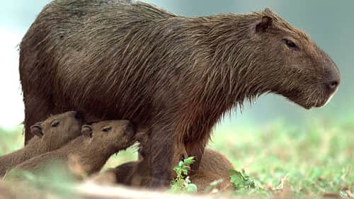Capybara's Pond