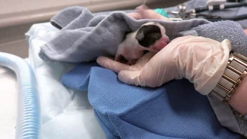 Emergency C-Section