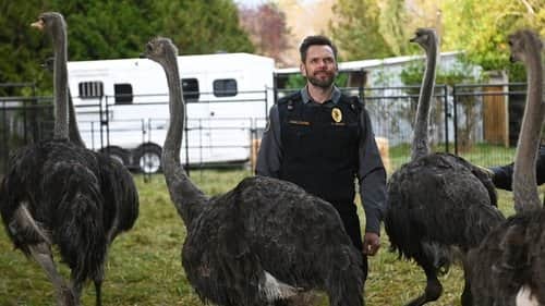 Weasels and Ostriches