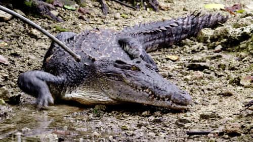 Predator or Prey