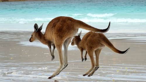 From Pouch to Foot