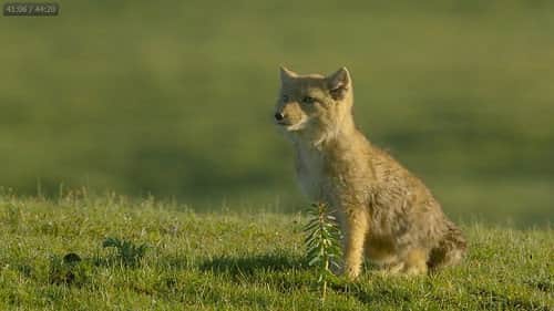 Surviving the Ancient Grasslands